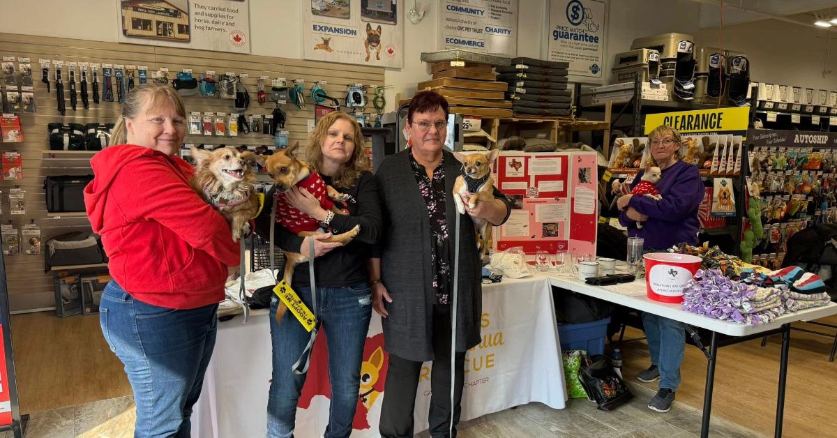 🐾 Non-Profit Spotlight: Texas Chihuahua Rescue – Canada