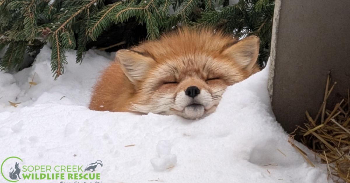 🦉 Non-Profit Spotlight: Soper Creek Wildlife Rescue